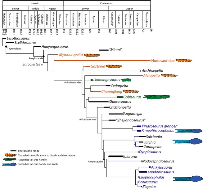 Fifty percentage majority rule phylogenetic tree from Arbour & Currie (in press) showing acquisition of characters of the tail club in a stratigraphic context. Unmodified distal caudal vertebrae are found in basal ankylosaurs ( Mymoorapelta maysi ), nodosaurids ( Sauropelta edwardsorum ), and the basal ankylosaurid Gastonia burgei ; in these taxa the prezygapophyses overlap no more than 25% of the preceding vertebra. Liaoningosaurus paradoxus and Gobisaurus domoculus have distal caudal vertebrae