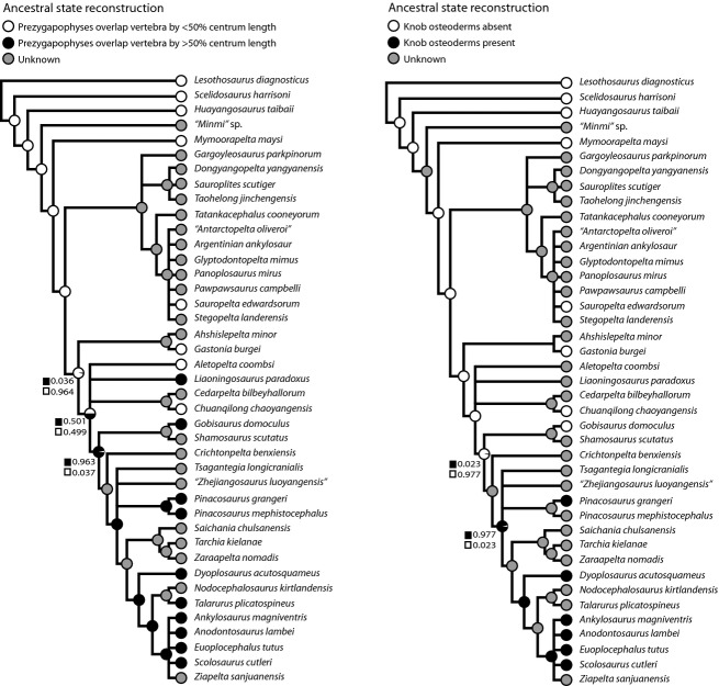 Ancestral state reconstruction for the presence of elongated prezygapophyses (characteristic of the tail club handle), and enlarged knob osteoderms, showing proportional likelihoods, using the 50% majority rule phylogenetic tree from Arbour & Currie (in press).