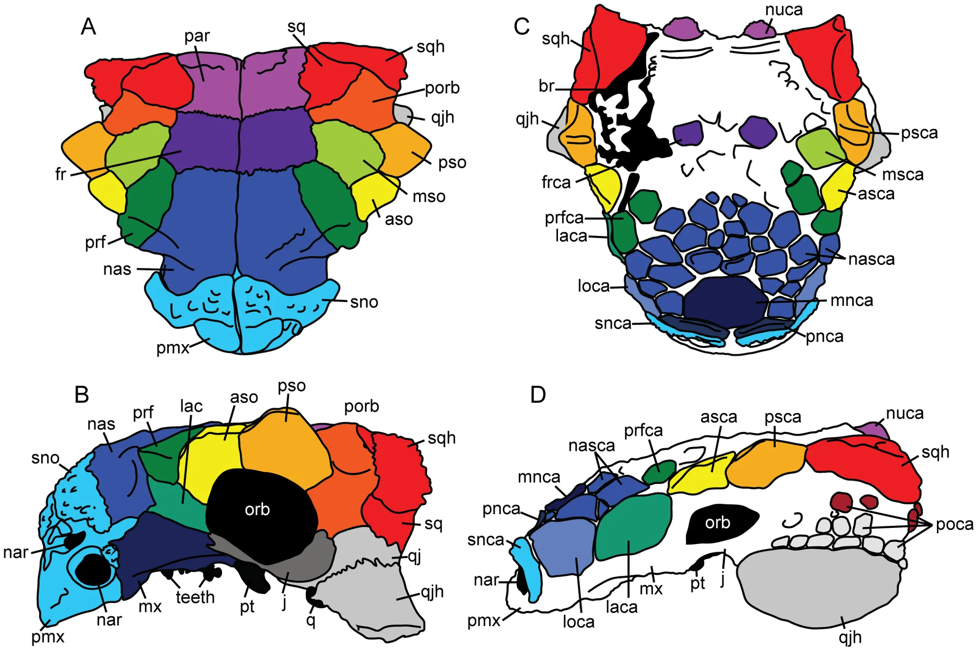 Figure 2. Cranial anatomy of ankylosaurids, including terminology for ornamentation patterns.