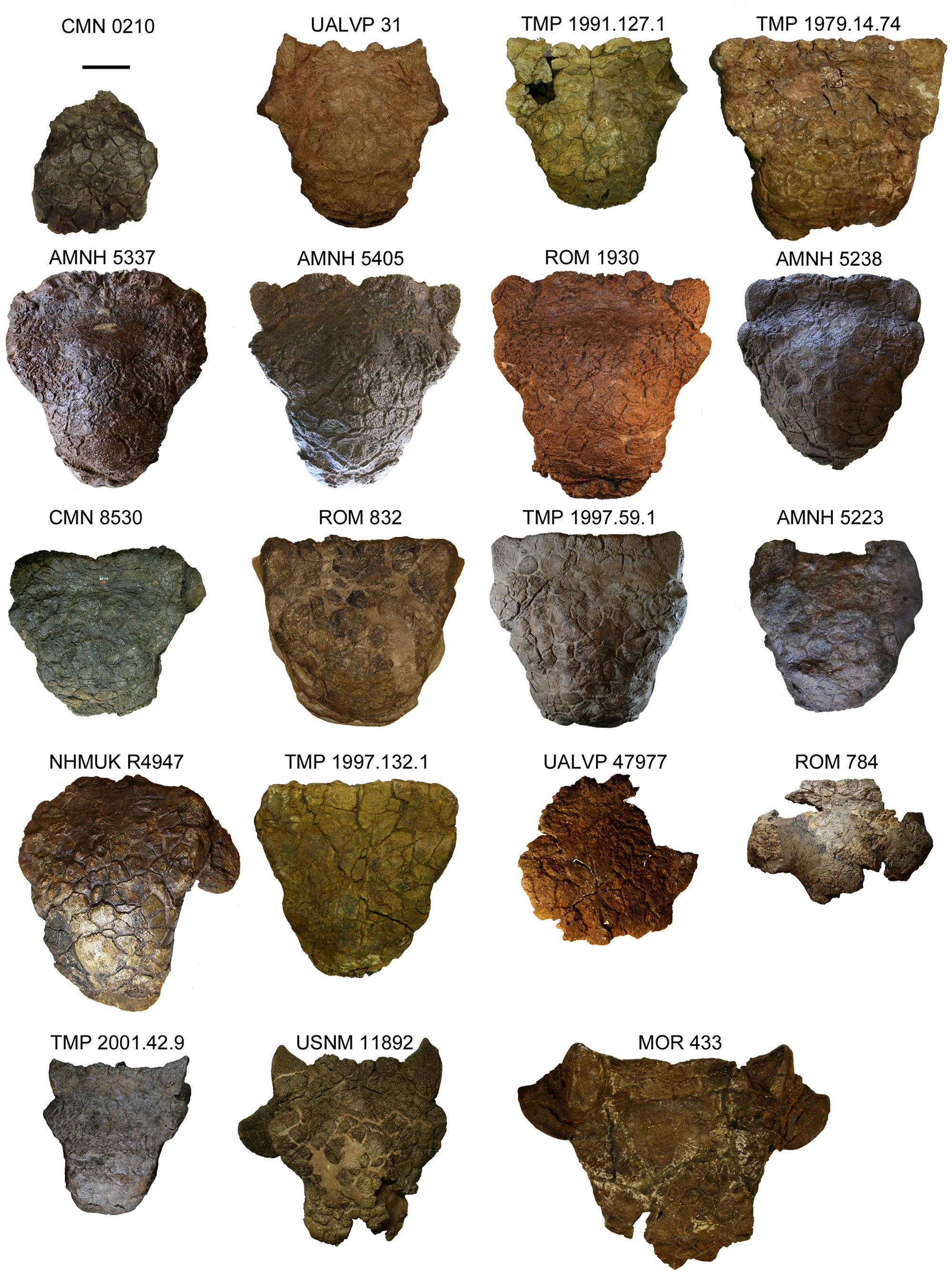 Figure 3. Skulls in dorsal view.