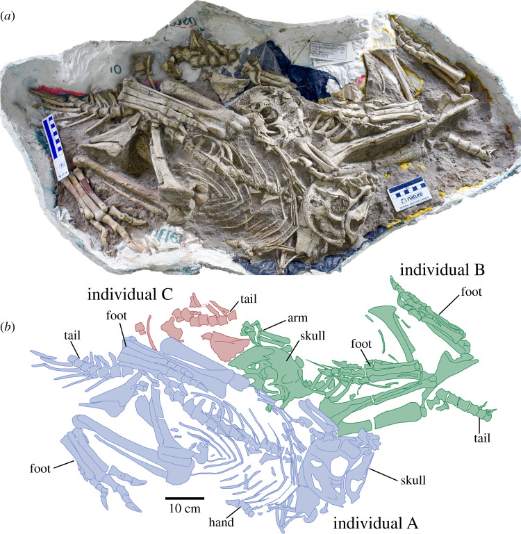Holotype block of Oksoko avarsan MPC-D 102/110. ( a , b ) Holotype block with skeletons in ventral view. Colours distinguish different individuals; the holotype individual is in blue.