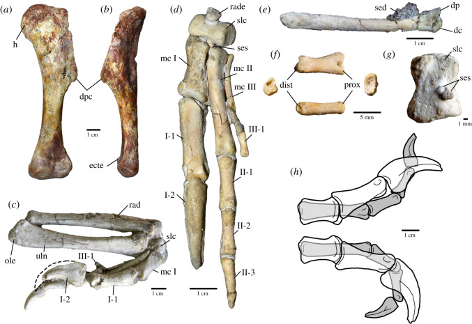 Forelimb elements of Oksoko avarsan . ( a , b ) Left humerus of MPC-D 100/33 in anterior ( a ) and lateral ( b ) views. ( c ) Right radius, ulna and manus of MPC-D 102/110.a in lateral view. ( d ) Left carpals and manus of MPC-D 102/110.a in dorsal (extensor) view. ( e ) Left metacarpal III of MPC-D 102/110.a in medial view. ( f ) Left manual phalanx III-1 of MPC-D 102/110.a in lateral (top), proximal (right), dorsal (bottom) and distal (left) views. ( g ) Semilunate carpal and sesamoid ossicles