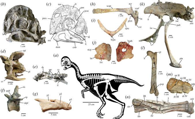 Skeletal anatomy of Oksoko avarsan . ( a ) Skeletal reconstruction. ( b , c ) Skull of MPC-D 102/110.a in left lateral view. ( d ) Anterior cervical vertebra of MPC-D 102/12 in left lateral view. ( e ) Articulated sacrum and ilium of MPC-D 102/11 in ventral view, anterior is to the left. ( f ) Mid-caudal vertebra of MPC-D 102/12 in left lateral view. ( g ) Pygostyle vertebrae of MPC-D 102/12 in left lateral view. ( h ) Right scapulocoracoid of MPC-D 100/33 in lateral view. ( i ) Furcula of MPC-D