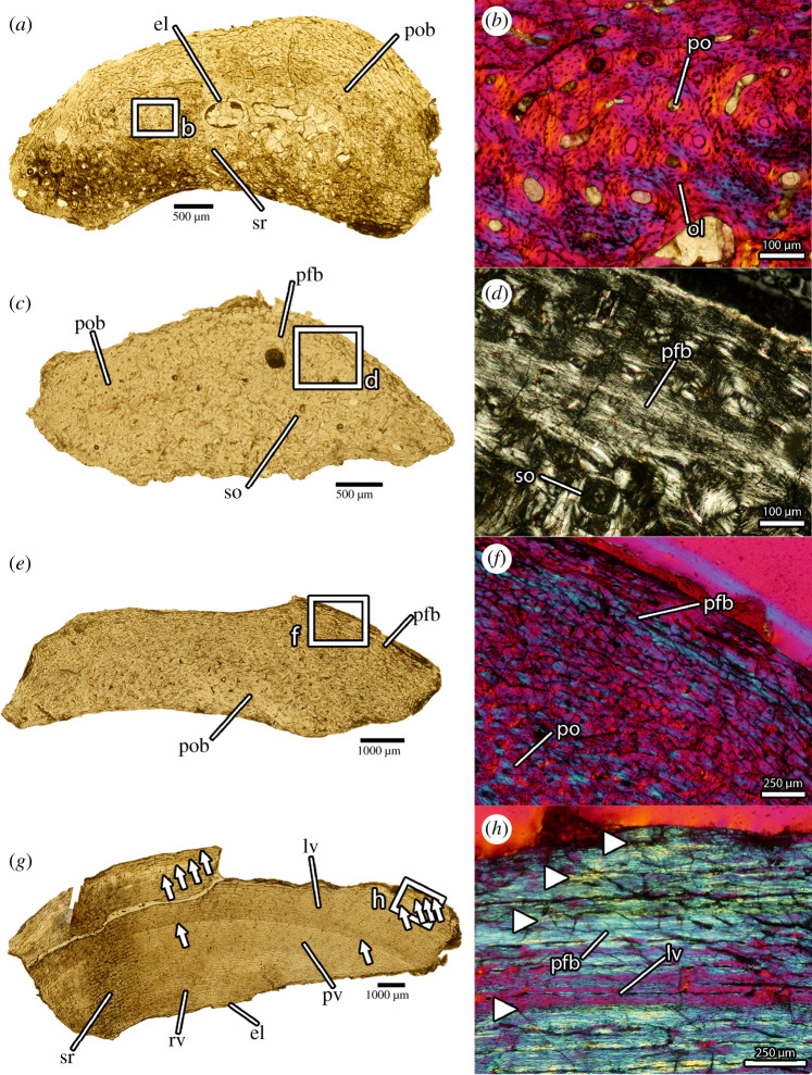 Osteohistology of Oksoko avarsan . ( a ) Transverse thin section of fibula of MPC-D 102/110.a under normal light. ( b ) Close-up of primary osteonal bone in the cortex of ( a ) under cross-polarized light with lambda filter. ( c ) Transverse thin section of fibula of MPC-D 102/110.b normal light. ( d ) Close-up of annulus of parallel-fibred bone in the cortex of ( c ) under cross-polarized light. ( e ) Transverse thin section of femur of MPC-D 102/11 under normal light. ( f ) Close-up of annulus
