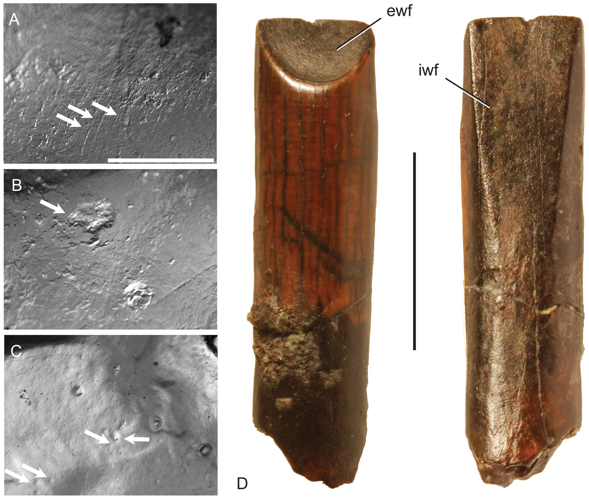 Figure 2. Examples of microwear features (exemplars indicated by arrows).