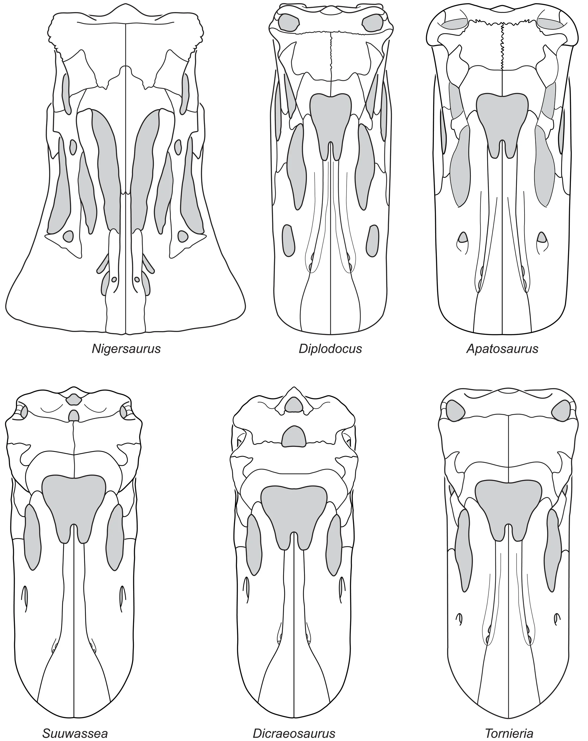 Figure 3. Reconstructions of diplodocoid skulls used in this analysis.