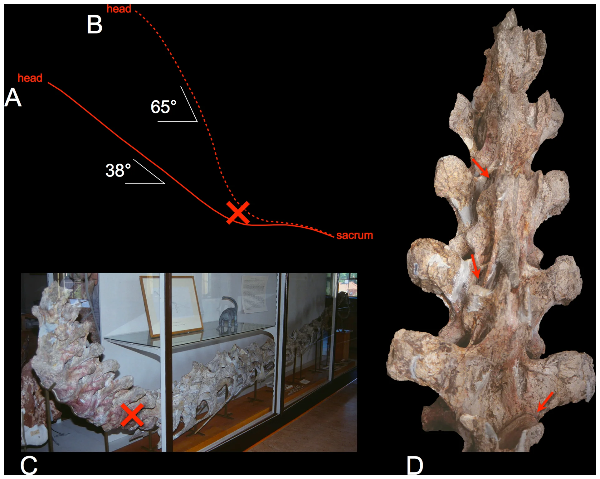 Figure 2. The life and death of Euhelopus zdanskyi .