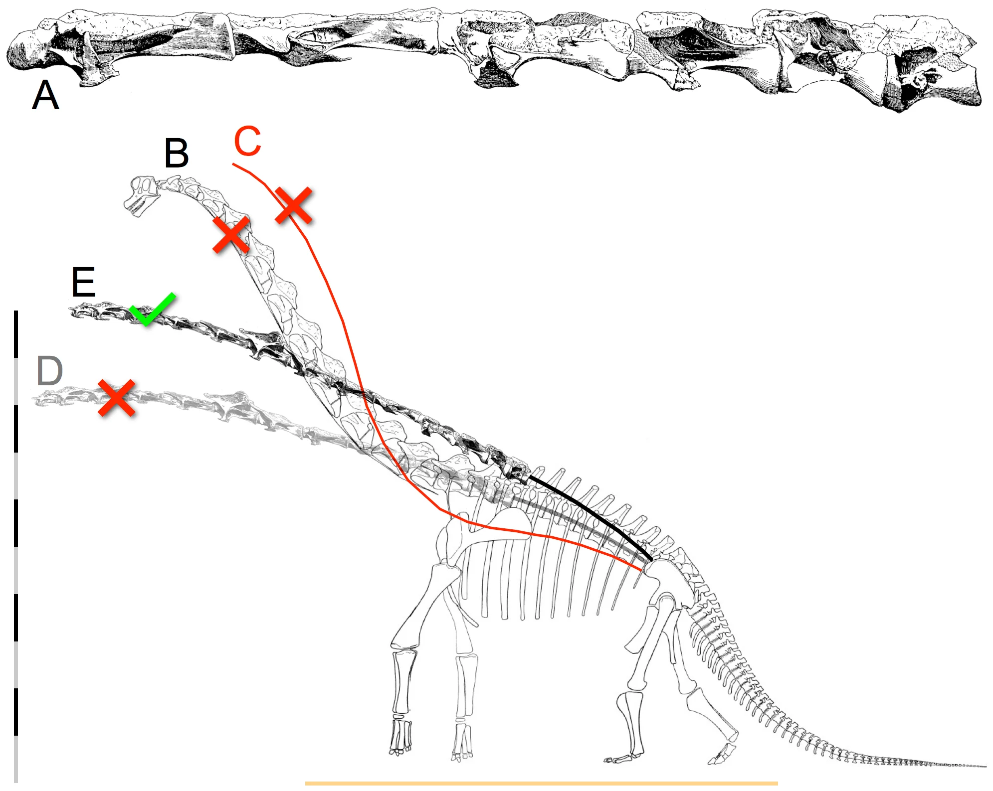 Figure 4. The iconic swan neck of Giraffatitan brancai .