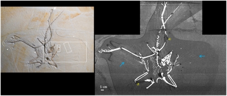 SRS-XRF map of the phosphorous distribution in the Thermopolis Archaeopteryx . This map clearly shows the splay of the rachises from the flight feathers ( Blue Arrows ) and the reconstructed areas ( Yellow Arrows ). The Inset shows visible light photograph where, although striking feather impressions exist, the rachises are not discernible. The Inset also shows the location of several point analyses ( White Dots ) and regions highlighted for image analysis ( White Rectangles ).