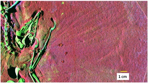False color SRS-XRF map of Archaeopteryx . Color code is calcium, red; Zn, green; and Mn, blue. Higher intensities correspond to higher concentrations; see Table 1 for concentrations. Host rock is limestone, and hence high calcium surrounds the fossil. Blue flecks on the surface result from the presence of tiny precipitates of Mn(IV) oxide minerals that are ubiquitous along bedding planes and within fractures. There is some zinc associated with the mineral precipitates, but almost all of the Zn 