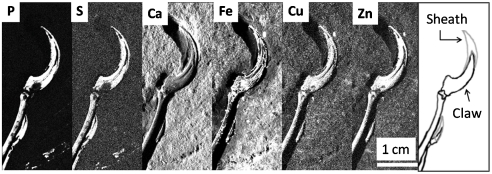 Detector count maps for P, S, Ca, Fe, Cu, and Zn of the claw region clipped so that white corresponds to the 95th percentile of the overall count distribution. At right for reference is a sketch showing locations of the manus claw and sheath.