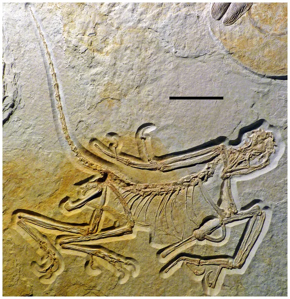 Figure 4: Overview of the skeleton of the new Archaeopteryx specimen under normal light. Scale bar is 50 mm. Download full-size image DOI: 10.7717/peerj.4191/fig-4