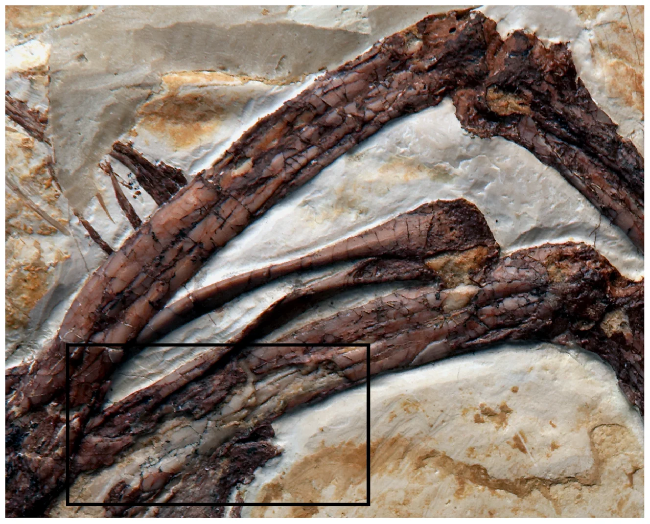 Figure 2. Skeletal elements from the largest known Archaeopteryx specimen showing cortical delamination.