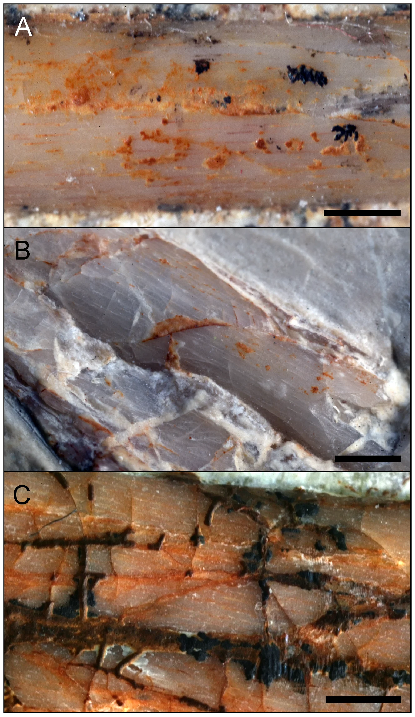 Figure 3. Fibrous surface texture and longitudinal vascular canals visible within the cortices of Archaeopteryx long bones.