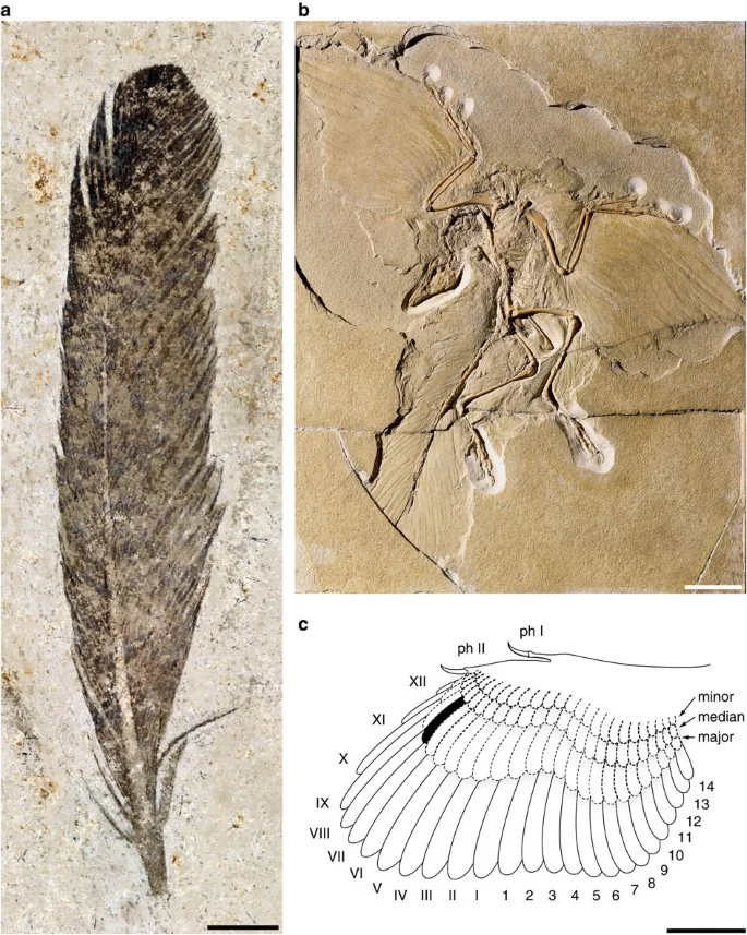 Figure 1: Specimens and reconstructed wing of Archaeopteryx .