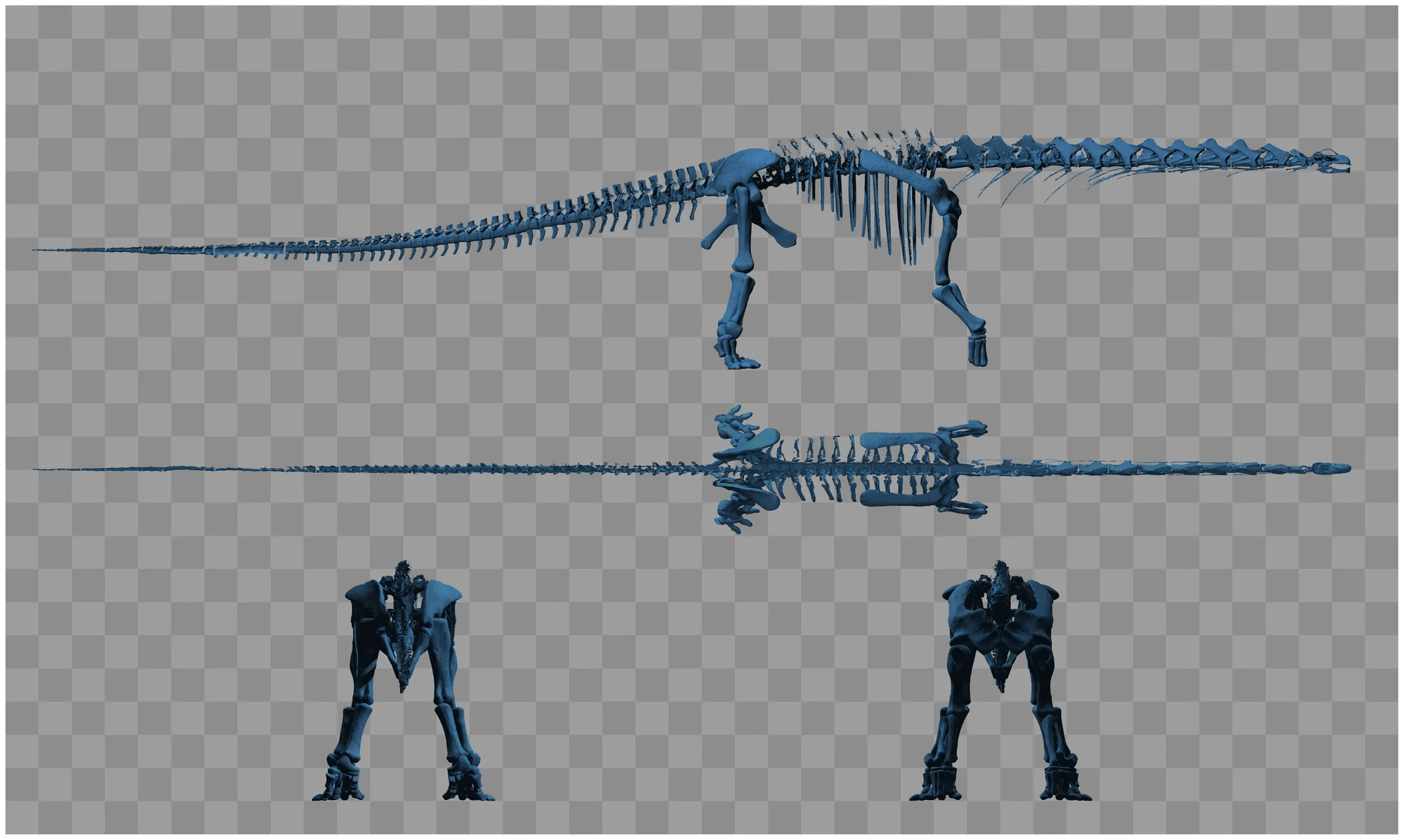 Figure 2. Multiple orthographic views of the digitised skeleton created using the POVRAY ray-tracer ( www.povray.org ).