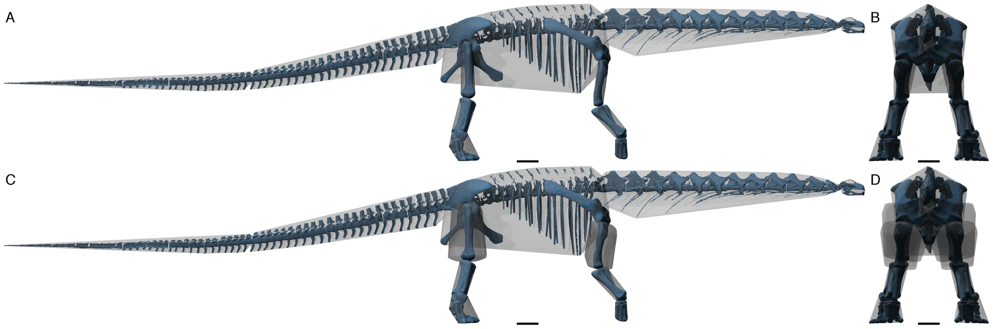 Figure 3. Orthographic views of the hulled segments created using the POVRAY ray-tracer ( www.povray.org ).