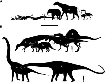 The largest representatives of different terrestrial