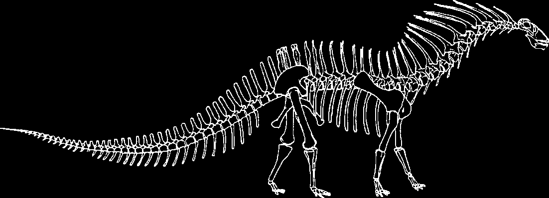 Amargasaurus cazaui. Reconstruction of the skeleton. From Salgado and Bonaparte (1991).