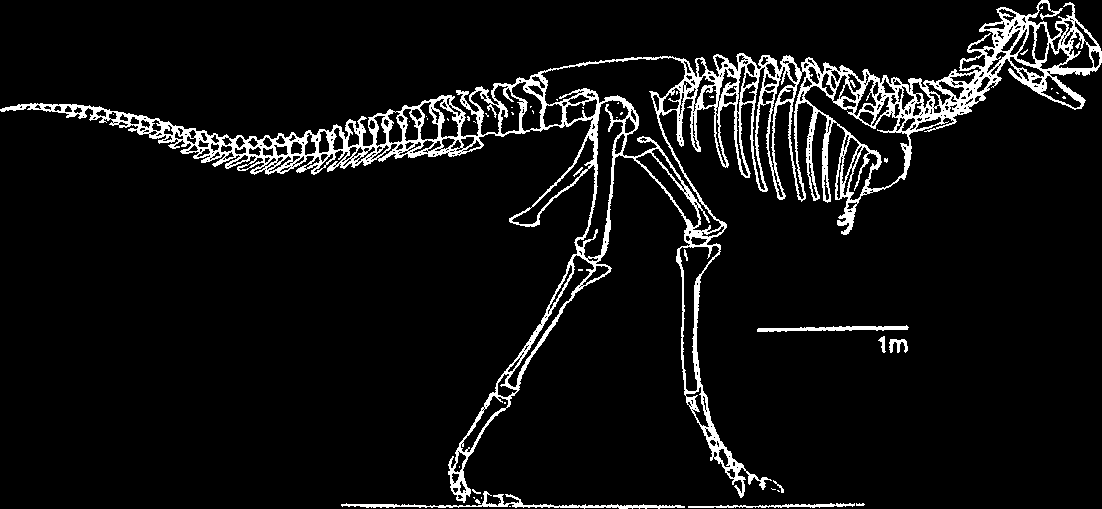 Amargasaurus cazaui. Reconstruction of the skeleton. From Salgado and Bonaparte (1991).