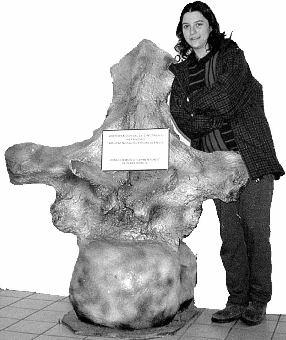 Cast of a vertebra of the giant sauropod Argentinosaurus huinculensis, as exhibited in the Museo Municipal del Choco´n,