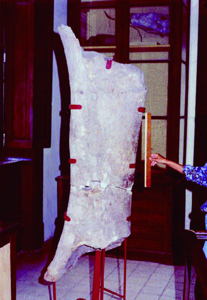 Fragment of a huge femur of Argentinosaurus