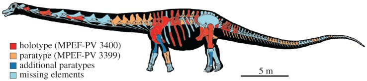 Reconstructed skeleton and body silhouette of Patagotitan mayorum showing preserved elements from the holotype and paratypic specimens.