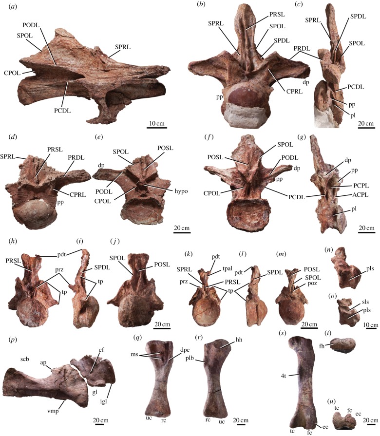 Representative elements of Patagotitan mayorum . ( a ) Middle cervical vertebra (MPEF-PV 3400/2; 5th?) in right lateral view. ( b,c ) Anterior dorsal vertebra (MPEF-PV 3400/5; 2nd) in anterior ( b ) and left lateral ( c ) views. ( d,e ) Anterior dorsal vertebra (MPEF-PV 3400/6; 3rd) in anterior ( d ) and posterior ( e ) views. ( f,g ) Posterior dorsal vertebra (MPEF-PV 3400/10; 10th?) in posterior ( f ) and right lateral ( g ) views. ( h–j ) First caudal vertebra in anterior ( h ), left lateral 
