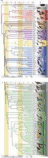 Figure 1: Phylogeny of birds.