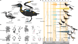 Fig. 1: Skeletal reconstruction, axial pneumaticity and phylogenetic position of J. finalidens .