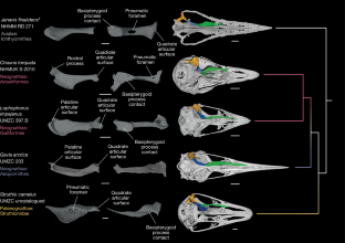 Fig. 2: Comparative pterygoid and palatal morphology of J. finalidens and representatives of the main neornithine lineages.