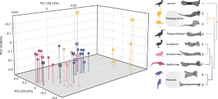 Fig. 3: Three-dimensional geometric morphospace of avian pterygoid morphology.