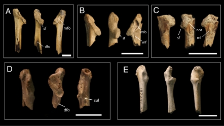 Coracoids of stem avians from the late Maastrichtian of western North America. Left coracoids (right coracoids reversed) in lateral, dorsal, and medial views. (Scale bars, 10 mm.) ( A ) cf Avisaurus archibaldi YPM 57235. ( B ) Enantiornithine A NMC 9528. ( C ) Enantiornithine B YPM 57823. ( D ) Palintropus retusus YPM 2076. ( E ) Ornithurine D UCMP 187207. YPM, Yale Peabody Museum; NMC, Canadian Museum of Nature; UCMP, University of California Museum of Paleontology.