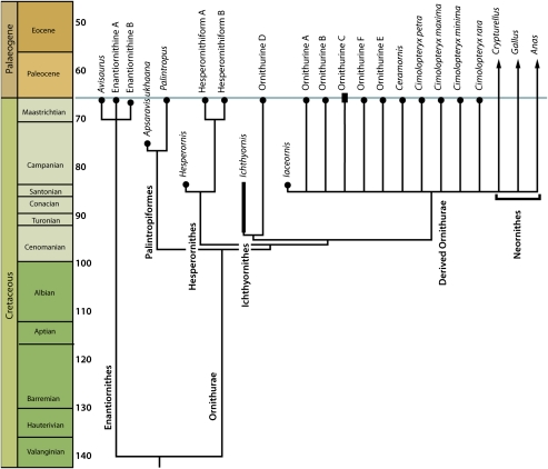 Phylogeny showing relationships and stratigraphic distribution of late Maastrichtian birds (bold) and other avians. Note that the extension of neornithine branches into the mid Late Cretaceous is the result of an unresolved polytomy; the earliest fossil evidence of Neornithes is Maastrichtian ( 9 ). See SI Appendix for full results and details of the analysis.