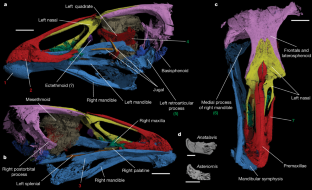 Fig. 1: Digitally segmented skull of Asteriornis maastrichtensis .