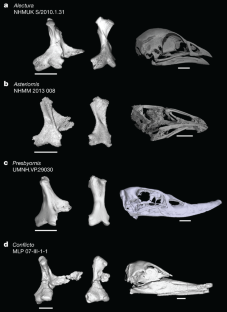 Fig. 2: Comparative quadrate and skull morphology of selected total-group Galloanserae.
