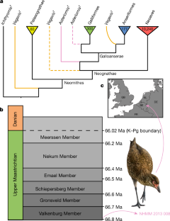 Fig. 3: Relationships of A. maastrichtensis and stratigraphic provenance of holotype.