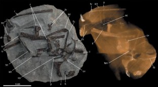 Figure 1: The half of the Vegavis iaai concretion that preserves most of MLP 93-I-3-1.