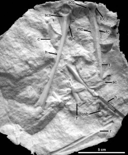 Figure 2: Recovered latex peel of the other half of the Vegavis iaai holotype block before original preparation.