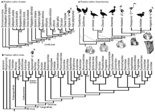 Figure 3: Phylogenetic placement of Vegavis in three successive cladistic analyses progressing from Avialae to Anseriformes (see Methods).