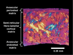 Figure 4: Histological section from the MLP 92-I-3-1 radius viewed with polarizing microscopy.