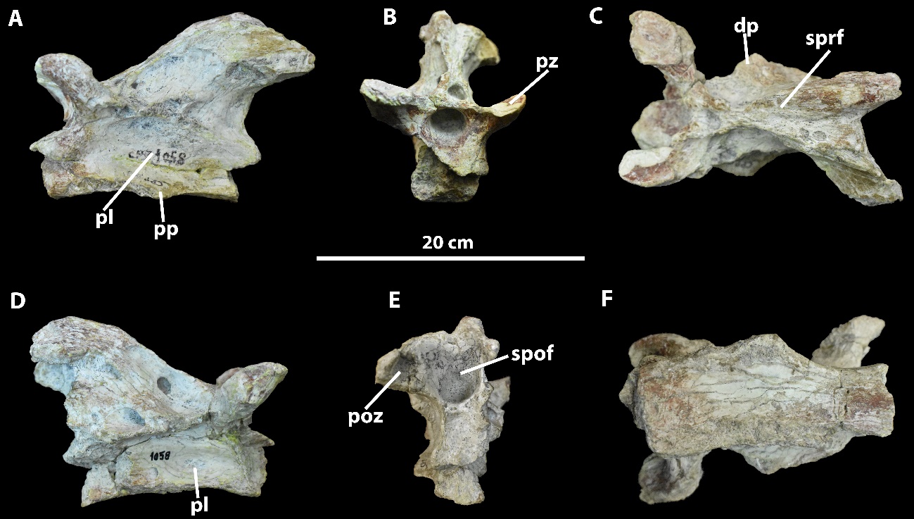 Anterior cervical vertebra of Uberabatitan ribeiroi. CPPLIP-1058 in A left lateral, B