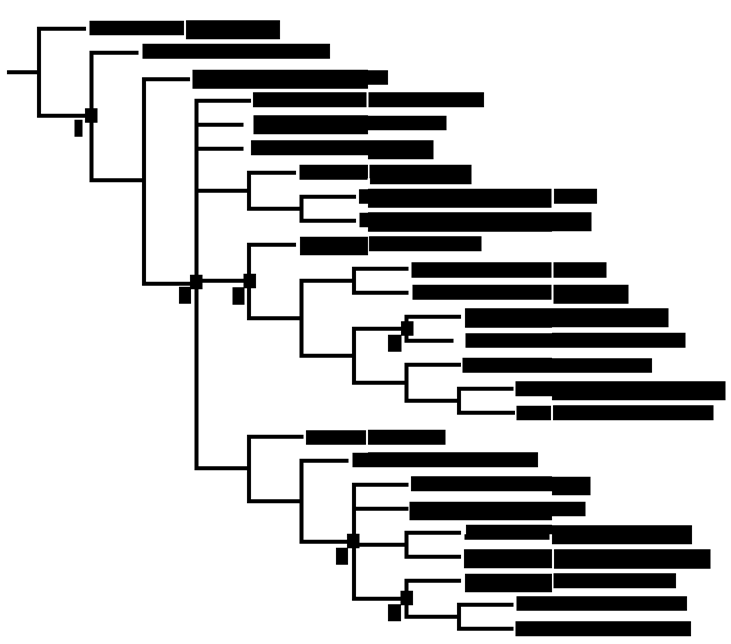 Strict consensus of 14 MPT based on Calvo et al. (2007). Nodes: 1 –