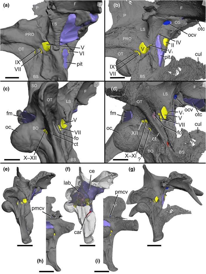 Braincases of (a, c, e, f, h) Baryonyx walkeri (NHMUK PV R9951) and (b, d, g, i) Ceratosuchops inferodios (IWCMS 2014.95.1–3), in (a, b) right anterolateral and (c, d) right posterolateral, (e–g) right lateral and (h, i) posterior (right side) views, showing the major neurovascular features (and associated foramina) and braincase anatomy. Note that in Baryonyx , the separate cranial nerve trunks X—XI and XII open into a common fossa lateral to the occipital condyle, which is depicted here. Abbre
