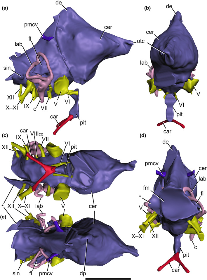 Cranial endocast of Baryonyx walkeri (NHMUK PV R9951), reconstructed from CT scans, in (a) right lateral, (b) anterior, (c) ventral, (d) posterior and (e) dorsal views. Vascular structures and endosseous labyrinth also depicted. Abbreviations: c, cochlea; car, cerebral internal carotid artery canal; cer, cerebral hemisphere; de, dorsal expansion; fl, floccular lobe; lab, endosseous labyrinth; otc, olfactory tract; pit, pituitary; pmcv, posterior middle cerebral vein canal; sin, blind dural venou