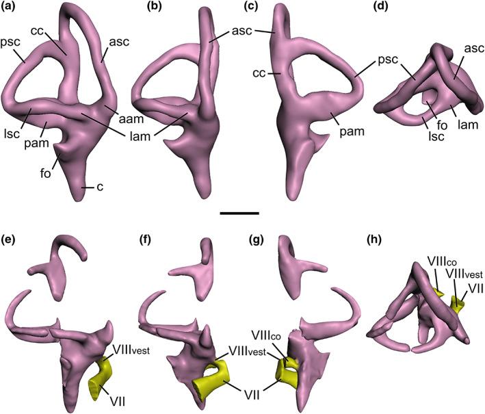 Baryonychine endosseous labyrinths. Baryonyx walkeri (a–d) and Ceratosuchops inferodios (e–h), in (a, e) lateral, (b, f) anterior, (c, g) posterior, (d, h) dorsal views. Note that the facial nerve (CN VII) trunk has been abbreviated in the Ceratosuchops model. Abbreviations: aam, anterior ampulla; asc, anterior semicircular canal; c, cochlea; cc, common crus; fo, fenestra ovalis; lam, lateral ampulla; lsc, lateral semicircular canal; pam, posterior ampula; psc, posterior semicircular canal; VII,
