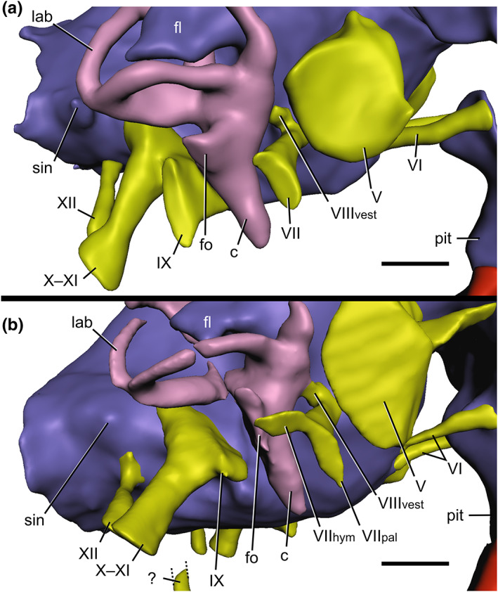 The baryonychine rhombencephalon, in right lateral views. (a) Baryonyx walkeri , (b) Ceratosuchops inferodios . Abbreviations: c, cochlea; fl, floccular lobe; fo, fenestra ovalis; lab, endosseous labyrinth; pit, pituitary; sin, blind dural venous sinus of the hindbrain; V, trigeminal nerve canal; VI, abducens nerve canal; VII hym , hyomandibular ramus of the facial nerve; VII pal , palatine ramus of the facial nerve; VIII vest , vestibular ramus of the vestibulocochlear nerve; IX, glossopharynge