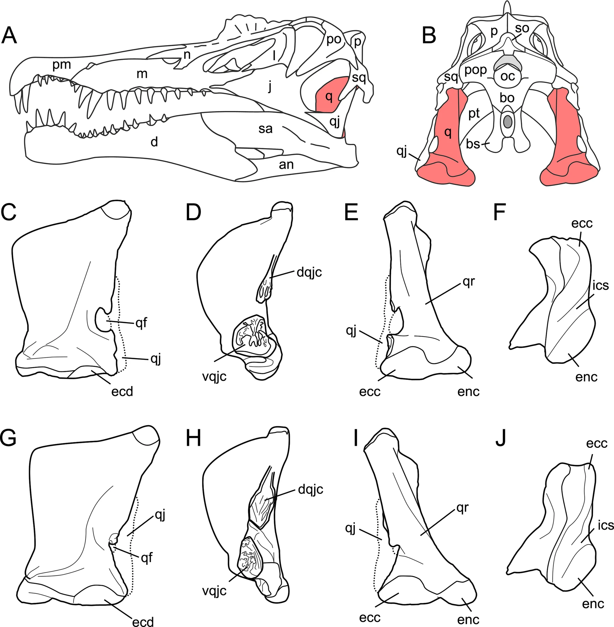 Fig 2. Quadrate position and quadrate morphotypes in Spinosaurinae from the Kem Kem beds.