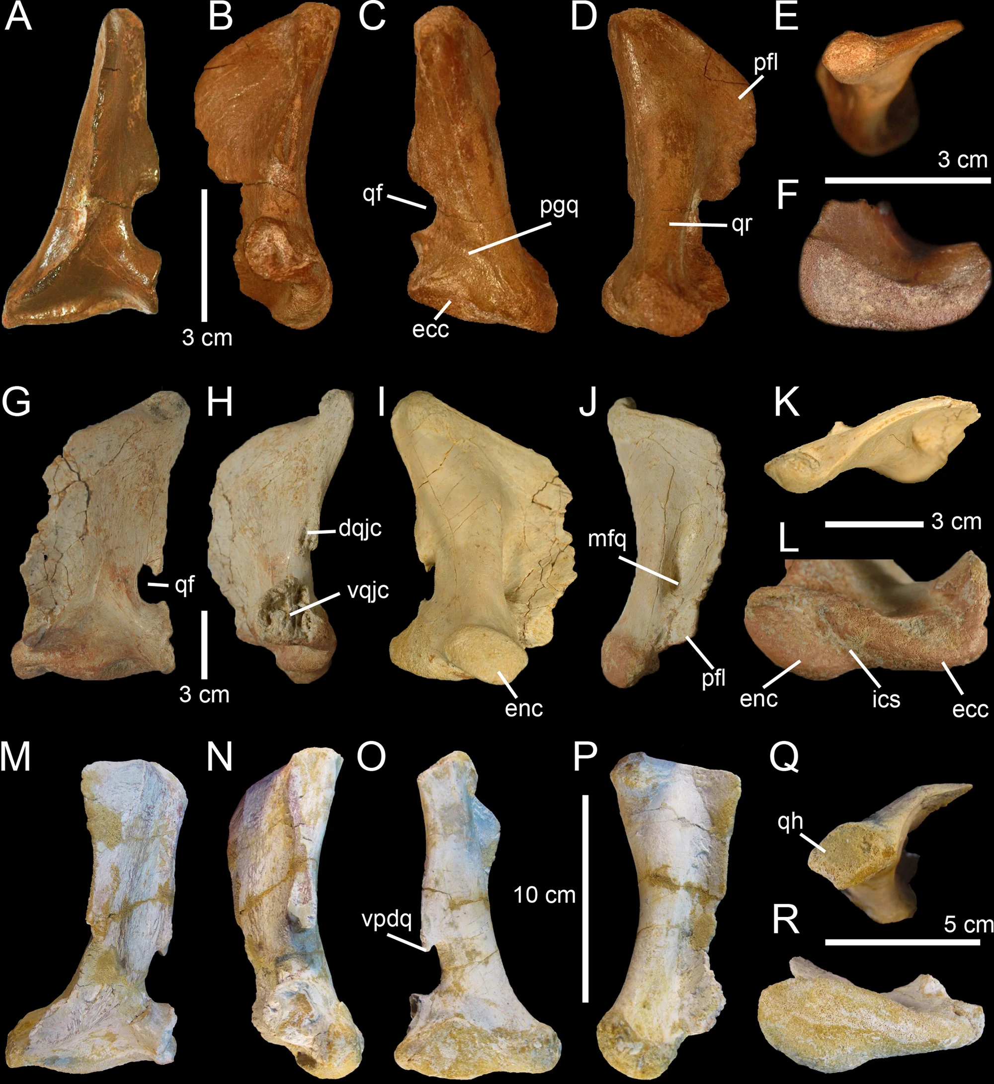 Fig 3. Quadrates of Morphotype 1 referred to Spinosaurus aegyptiacus .