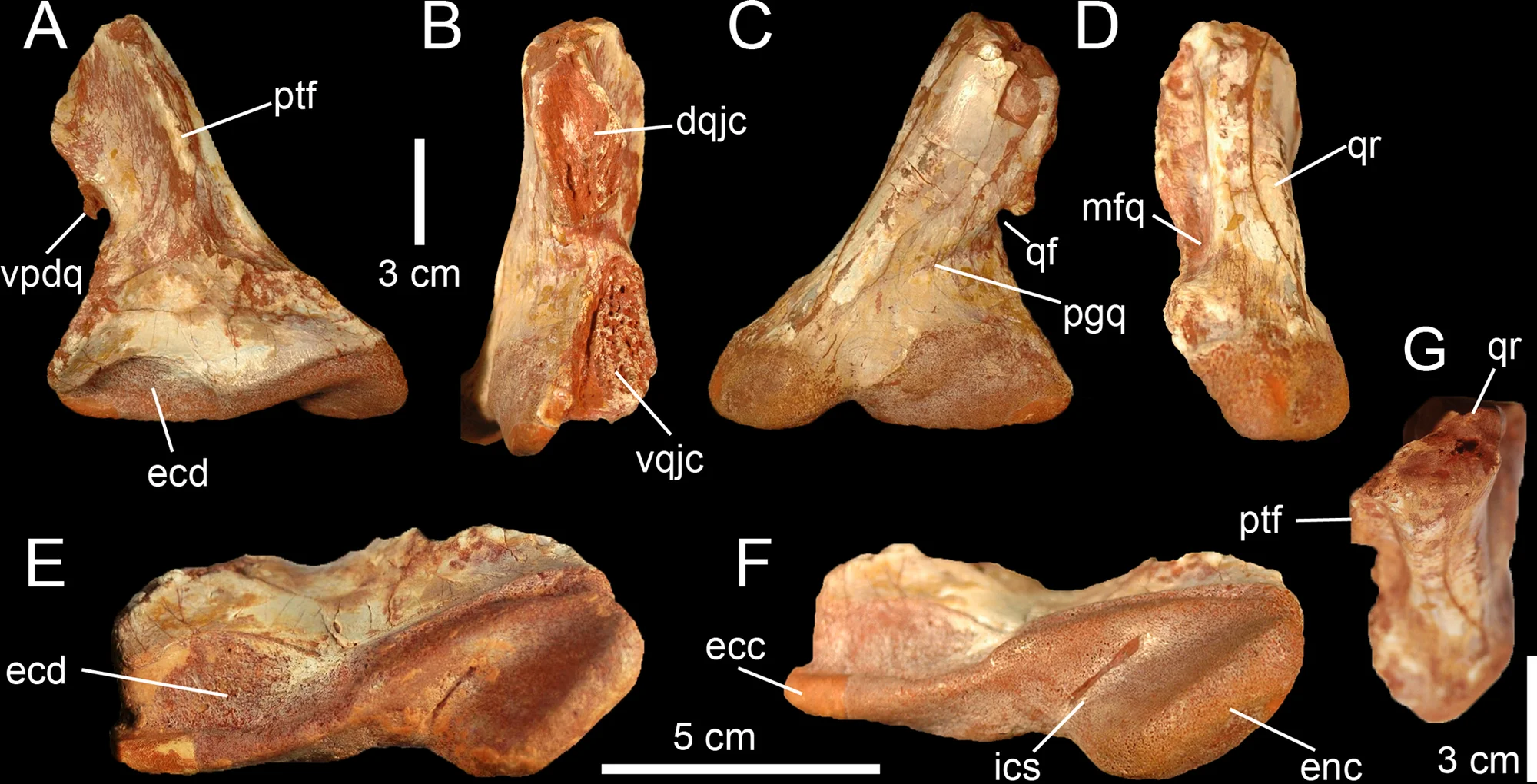 Fig 4. Quadrate of Morphotype 2 referred to Sigilmassasaurus brevicollis .